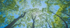 A low-angle view looking straight up into a lush canopy of green trees against a bright blue sky.